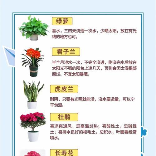 盆栽君子兰盆景的养护方法是什么？