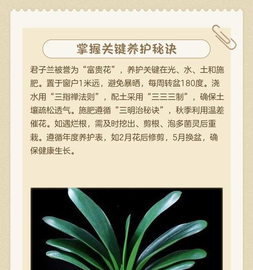 君子兰要怎么养才可以养好？有哪些关键的养护技巧？