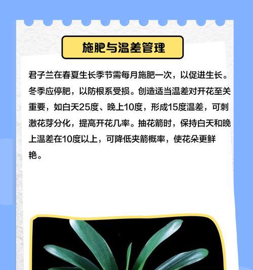 君子兰要怎么养才可以养好？有哪些关键的养护技巧？