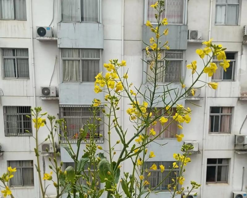 阳台朝东阳光不足适合种植哪些花？