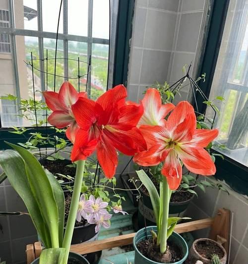 阳台朝东阳光不足适合种植哪些花？