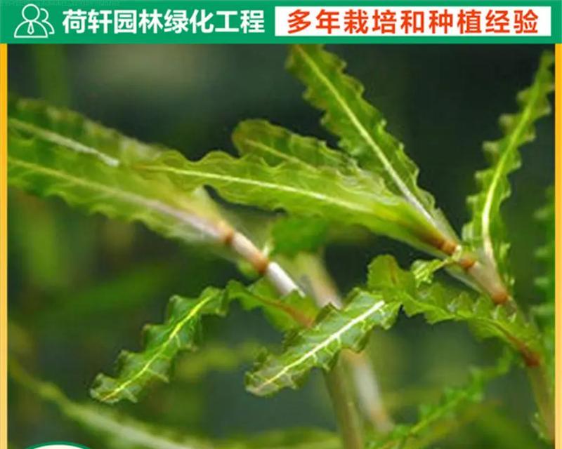 象山水生植物有哪些种类？如何选择？