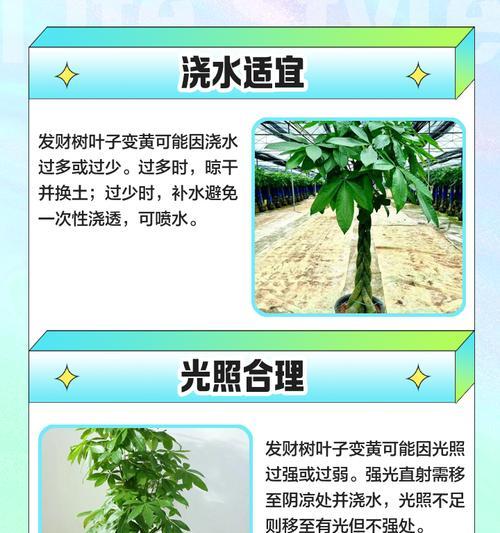 大树叶子发黄的常见处理方法？