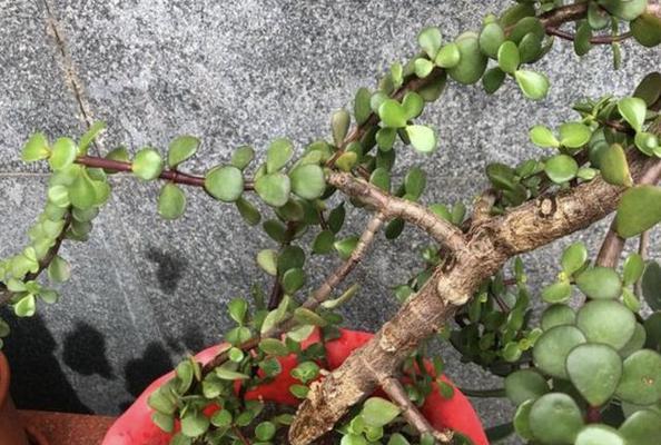 阳台盆景养护失败的原因及解决方法？