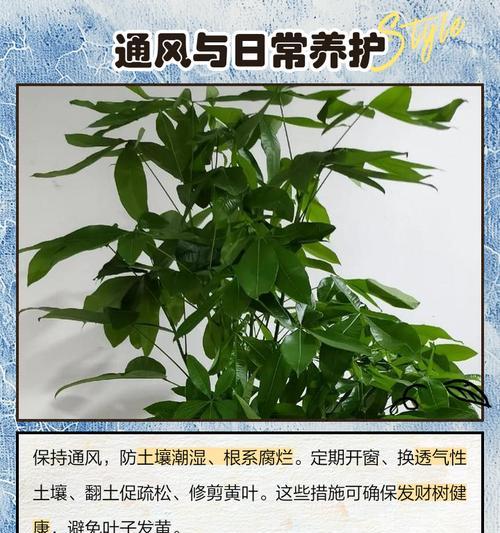 水培球叶子发黄的解决方法有哪些？