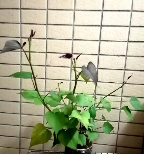 水培球叶子发黄的解决方法有哪些？