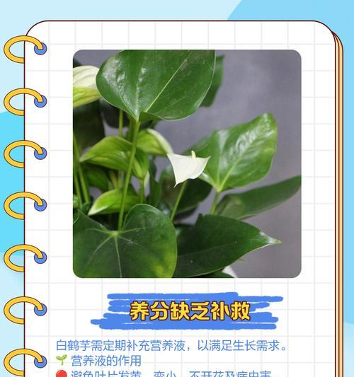 水培球叶子发黄的解决方法有哪些？