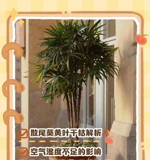 办公室植物叶子发黄枯萎怎么办？如何正确处理？