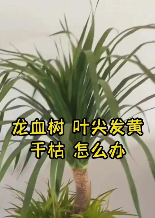 办公室植物叶子发黄枯萎怎么办？如何正确处理？