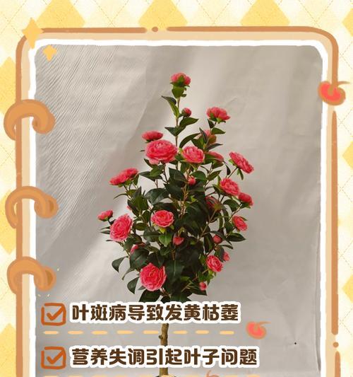 办公室植物叶子发黄枯萎怎么办？如何正确处理？