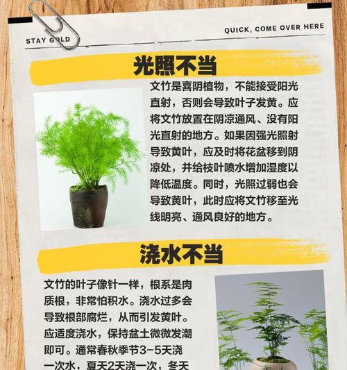 植物叶子发黄怎么办？盖膜后叶子发黄的原因及解决方法？