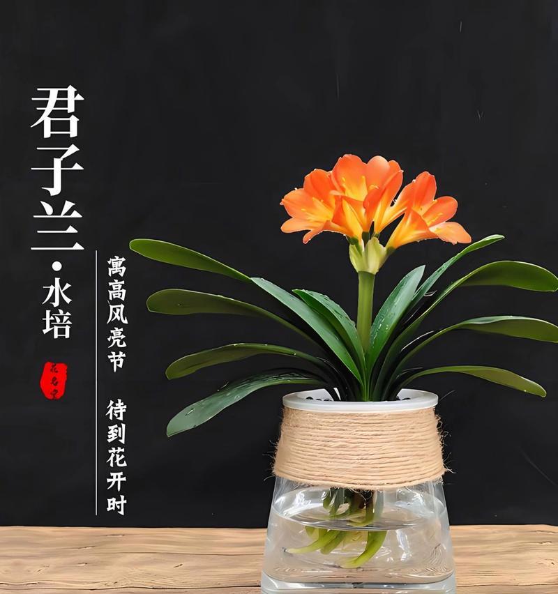室外盆栽君子兰的养护技巧有哪些？