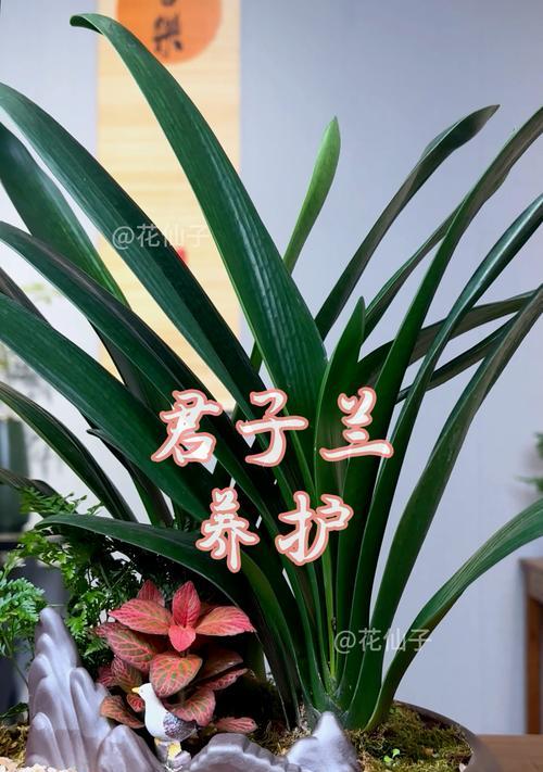 室外盆栽君子兰的养护技巧有哪些？