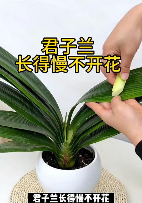 室外盆栽君子兰的养护技巧有哪些？