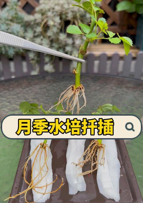 月季枝条快速生根的方法有哪些？