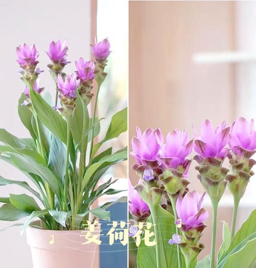 阳台花卉摆放有哪些讲究？如何正确摆放花卉以促进生长？