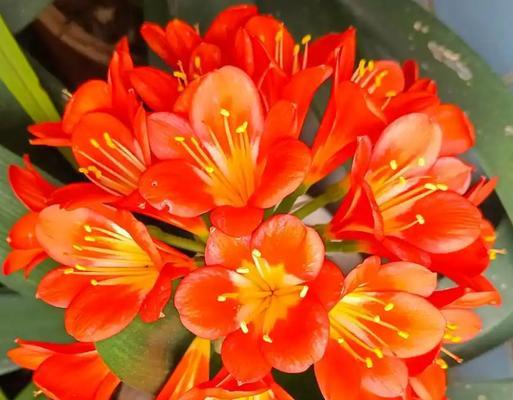 君子兰满盆开花的原因是什么？君子兰爆花的养护秘诀有哪些？