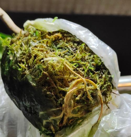 三角梅高压盒如何取下？三角梅高压盒的正确取下方法是什么？