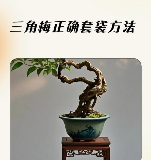 三角梅高压盒如何取下？三角梅高压盒的正确取下方法是什么？