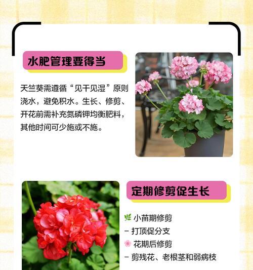 垂吊天竺葵红白条纹怎么办？如何处理颜色不均？