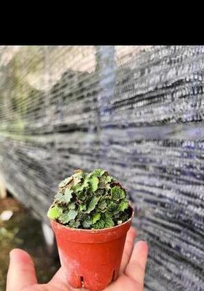 虎耳草盆景的栽种技巧有哪些？
