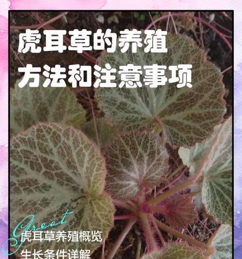 虎耳草盆景的栽种技巧有哪些？