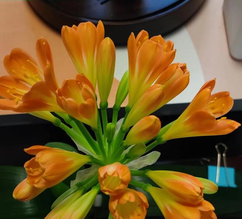 君子兰上午下午晚上开花时间有何不同？