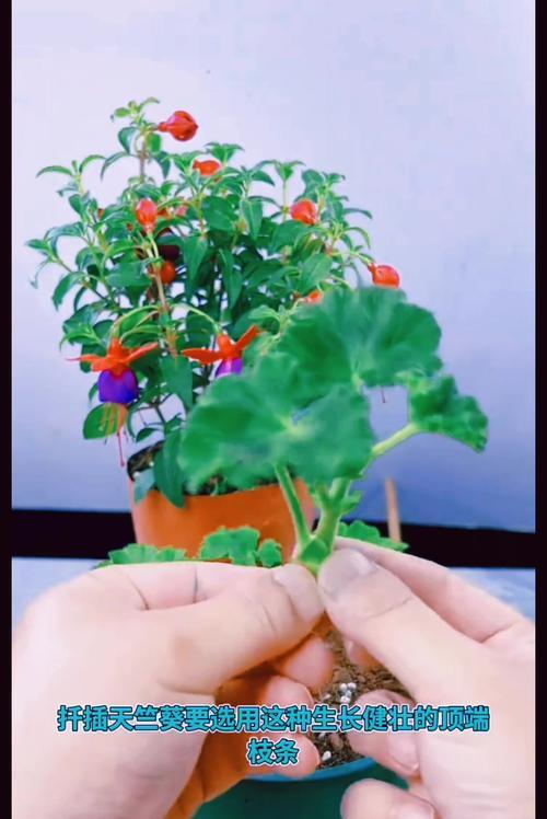 天竺葵枝条长青苔怎么处理？预防措施有哪些？