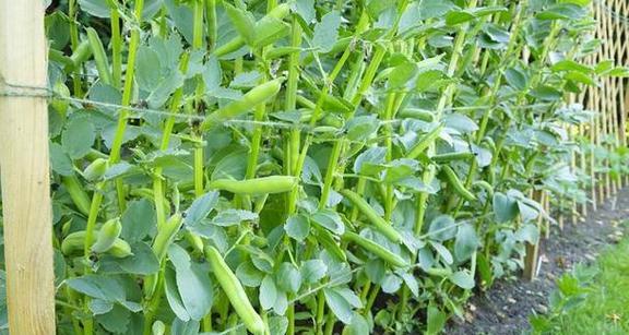 荷兰豆无害栽培技术有哪些要点？