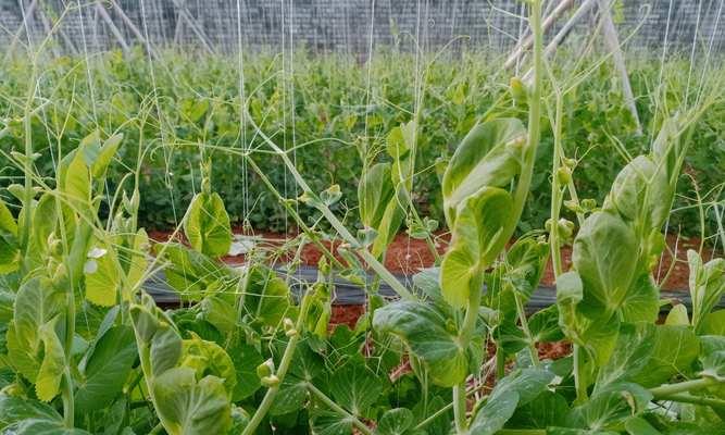 荷兰豆无害栽培技术有哪些要点？