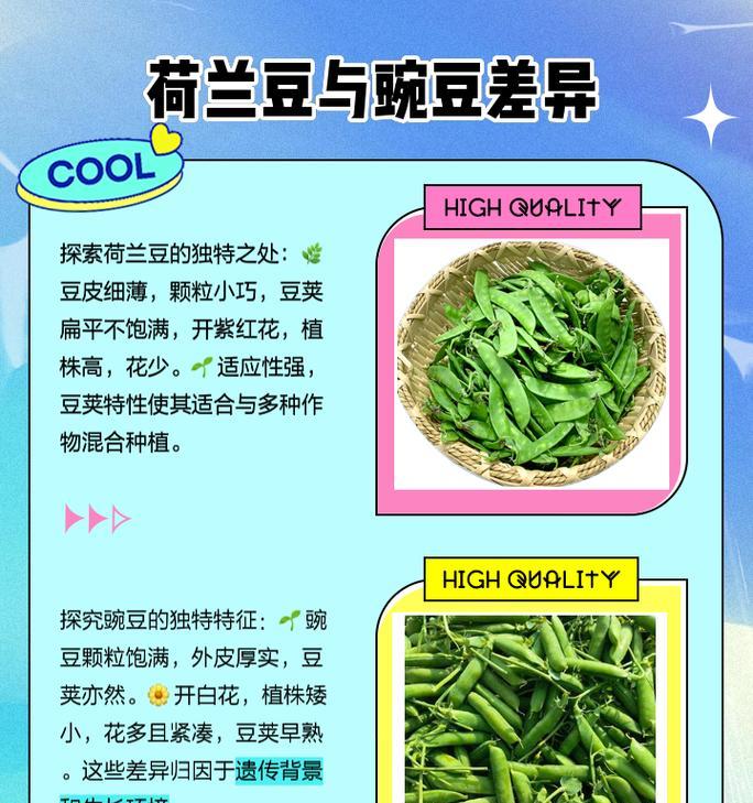 荷兰豆无害栽培技术有哪些要点？