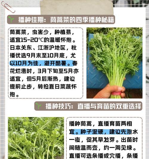 配菜播种的最佳时间是什么时候？