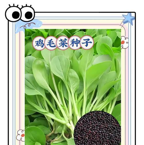 配菜播种的最佳时间是什么时候？