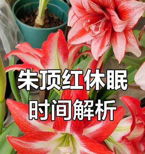 朱顶红休眠后体积变小的原因是什么？