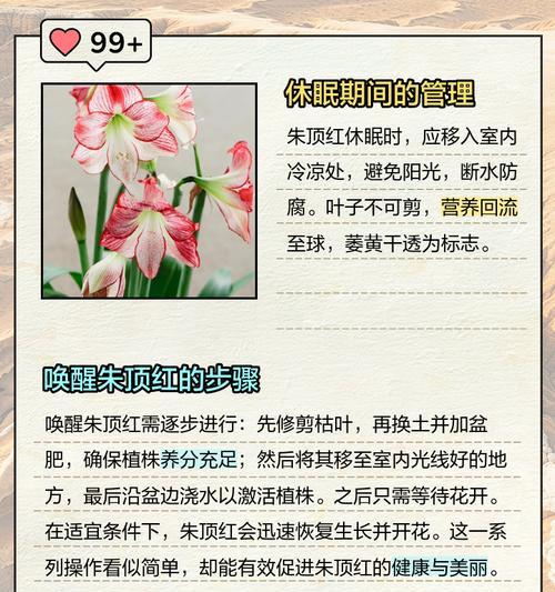 朱顶红休眠后体积变小的原因是什么？