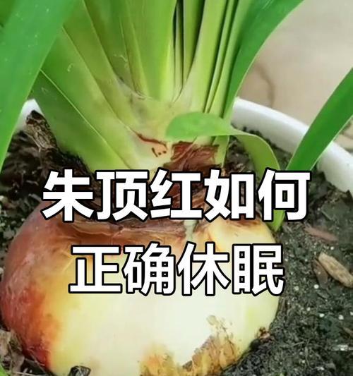 朱顶红休眠后体积变小的原因是什么？