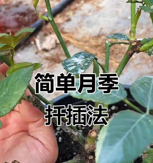 朱丽叶月季扦插后的养护要点？如何成功扦插朱丽叶月季？
