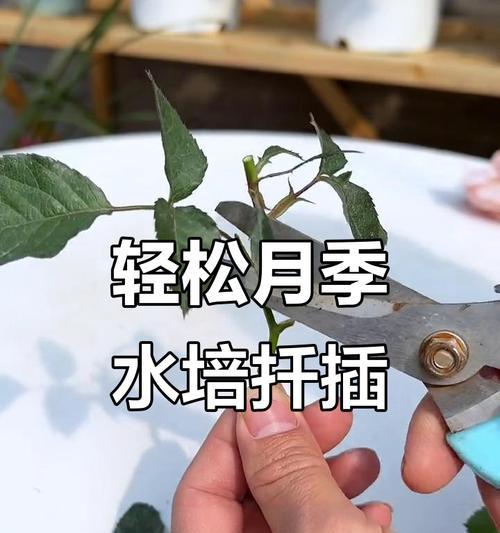 朱丽叶月季扦插后的养护要点？如何成功扦插朱丽叶月季？