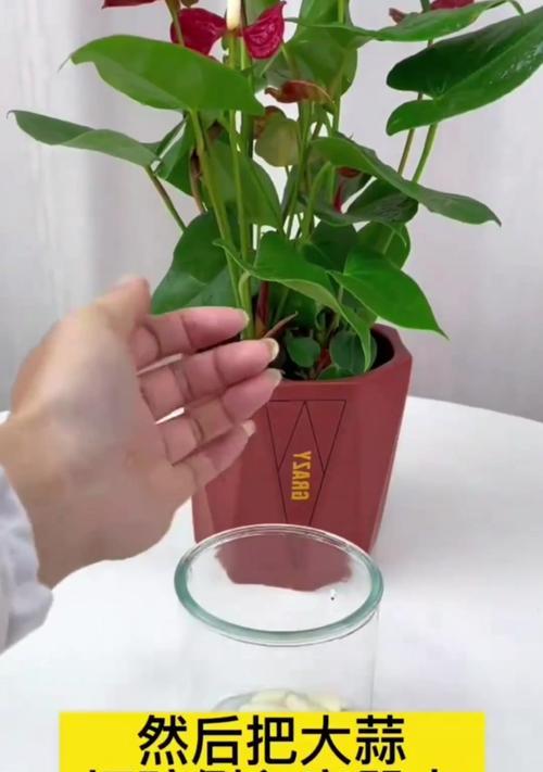室内蒜盆景的养护技巧有哪些？