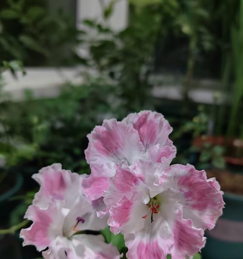 天竺葵开花后应该怎么办？如何处理天竺葵的花朵？
