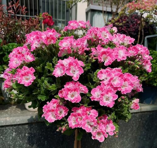 天竺葵开花后应该怎么办？如何处理天竺葵的花朵？