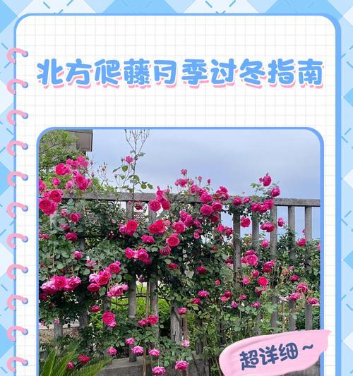 温州月季冬季如何过冬？过冬管理要点有哪些？