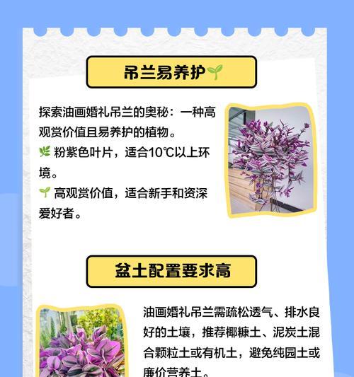 婚礼吊兰叶子发焦发黄？如何处理？