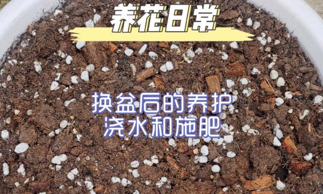大棵铁线莲换盆的正确步骤是什么？换盆后如何管理？