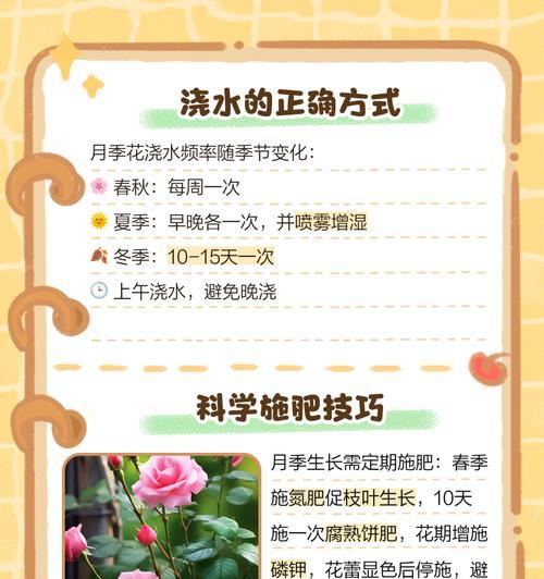 月季施肥量怎么定？如何科学施肥？
