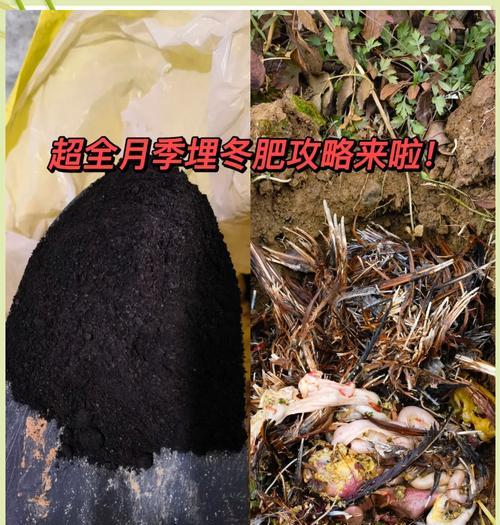 月季施肥量怎么定？如何科学施肥？