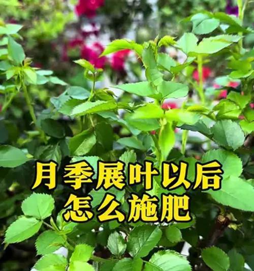 月季施肥量怎么定？如何科学施肥？
