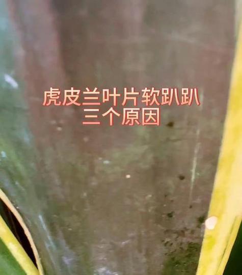 金边虎皮兰叶子黄软是什么原因？