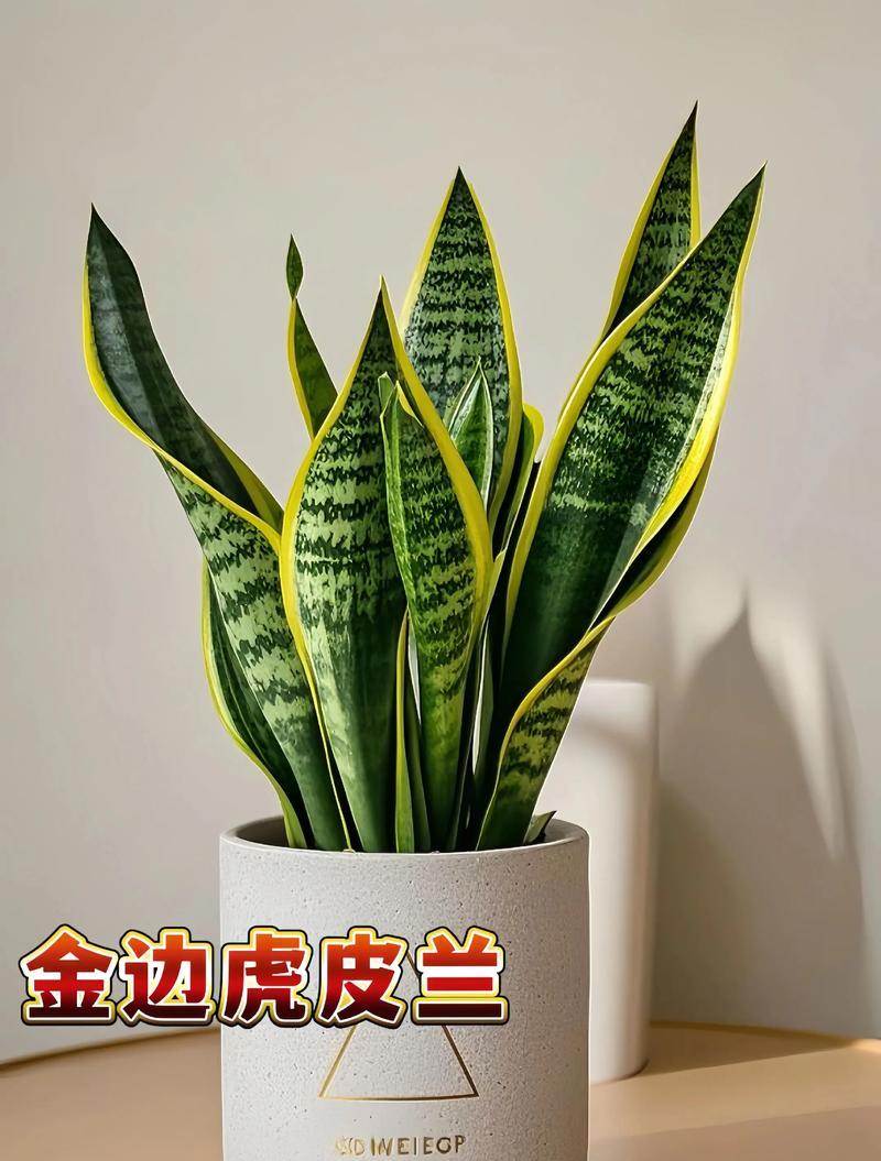 金边虎皮兰叶子黄软是什么原因？