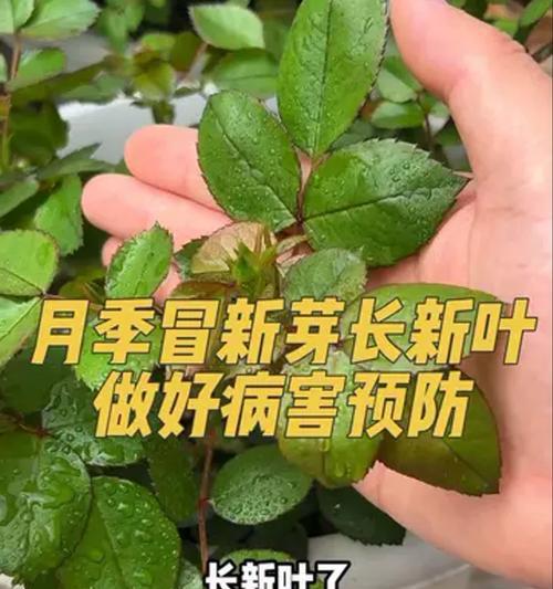月季老枝如何冒出新芽？